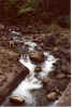 brook2.jpg (101820 bytes)